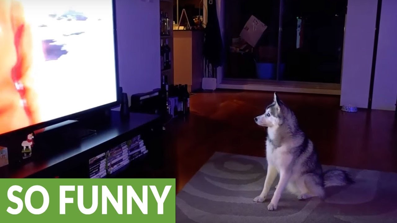 Can Dogs Join Wolf Packs