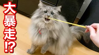 思い思い過ごす猫たちの様子 by ねおの保護猫。 5,059 views 2 years ago 8 minutes, 22 seconds