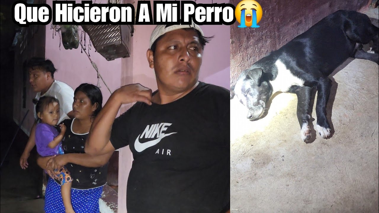 Dios Miro Mira Qu Hicieron A Mi Perro Mateo Llega A Ver Su Casa YouTube dios-miro-mira-qu-hicieron-a-mi-perro-mateo-llega-a-ver-su-casa-youtube
