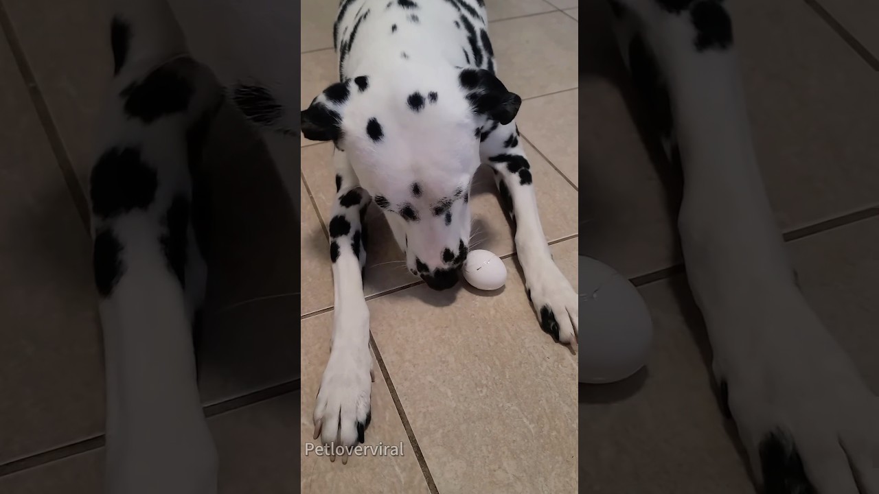 Dog egg challenge fail🤣🤣