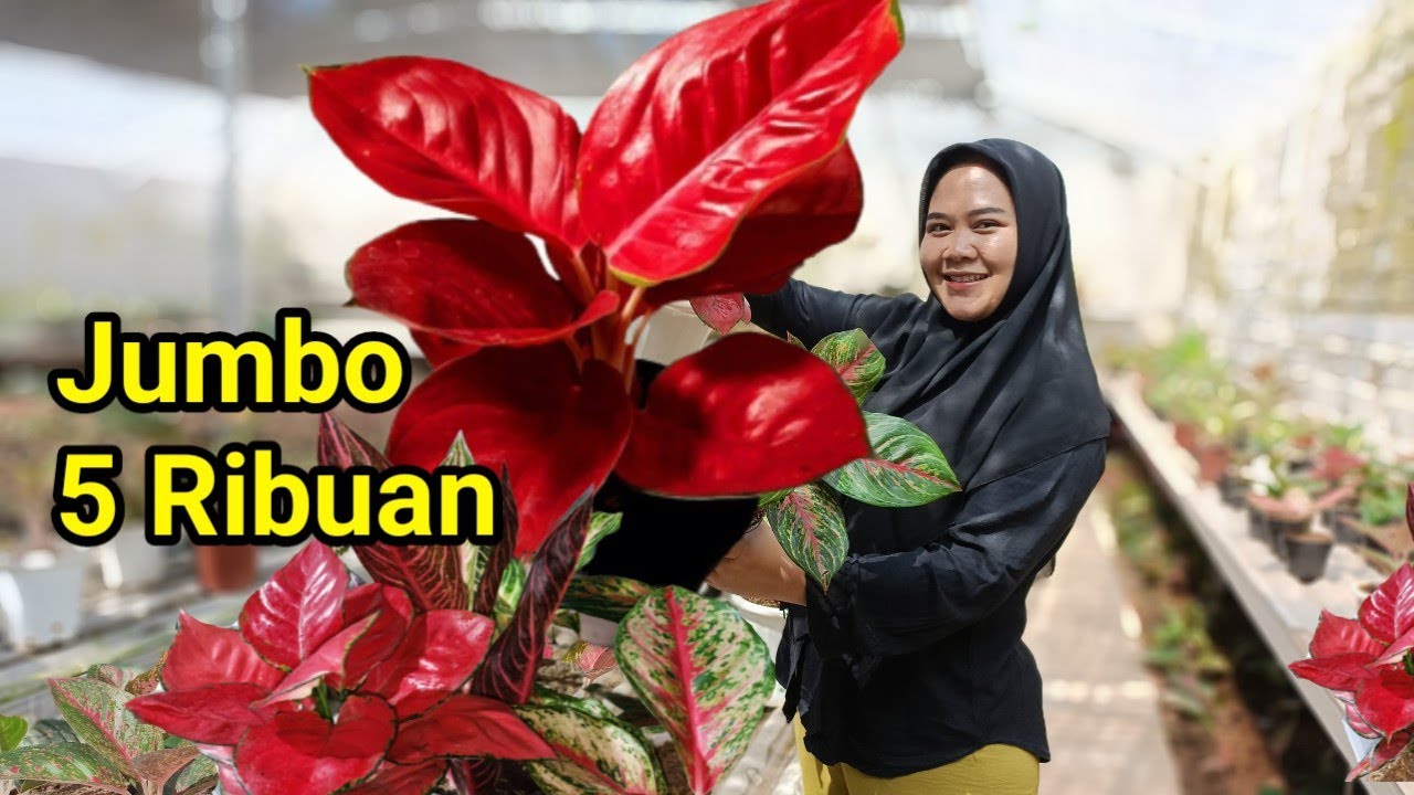 HARGA 5 RIBU DAPAT PAKET AGLONEMA & BANYAK JENIS TANAMAN HIAS DISINI ...
