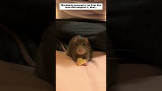 This family rescued a rat from the flood and adopted it.