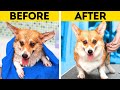 Pawsome dog grooming transformation  cute pet hacks gadgets and diy crafts for the loved ones