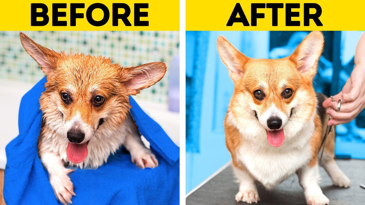 Pawsome Dog Grooming Transformation Cute Pet Hacks, Gadgets And DIY
