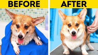 Pawsome Dog Grooming Transformation Cute Pet Hacks Gadgets And Diy Crafts For The Loved Ones