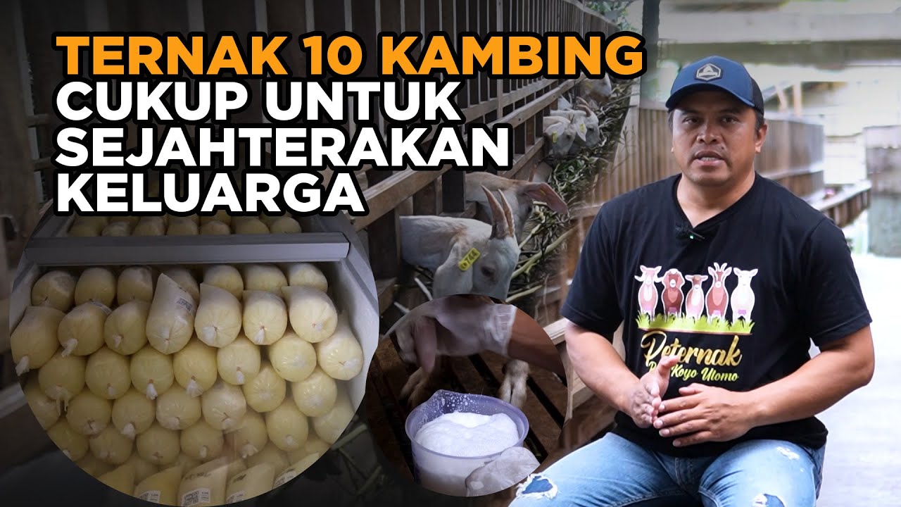 Ternak 10 Kambing Perah Bisa Mensejahterakan Keluarga PPKP Rojo Koyo Utomo Srumbong Magelang