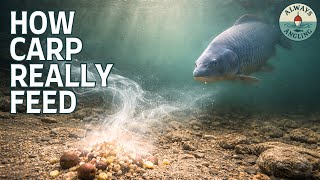 Celebrity How Carp Really Feed Underwater (And Why We Get It Wrong) Wealth