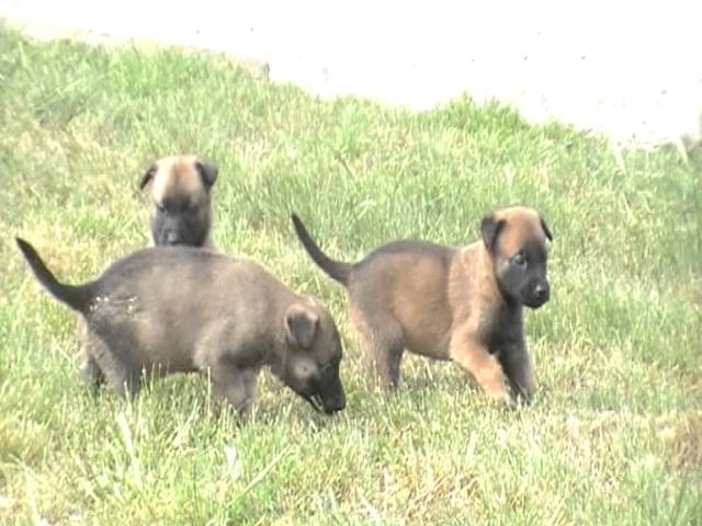 Chiots Malinois 1 Mois Youtube