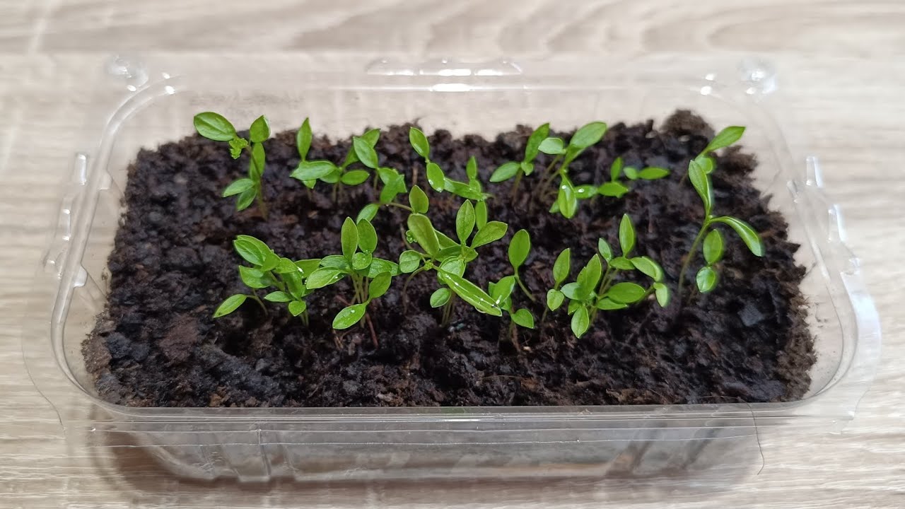 ЩО ПОСІЯТИ РАННЬОЮ ВЕСНОЮ. ВИРОЩУВАННЯ ПЕТРУШКИ РОЗСАДОЮ