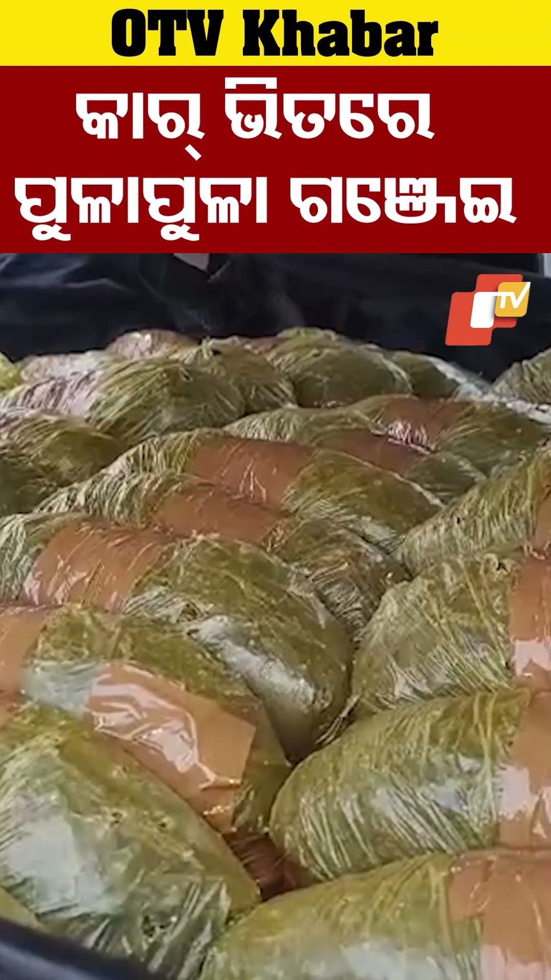 ଖୋର୍ଦ୍ଧାରେ ୧୬ ନମ୍ବର ଜାତୀୟରାଜପଥ ଦୁର୍ଘଟଣାଗ୍ରସ୍ତ କାର ଭିତରୁ ବିପୁଳ ପରିମାଣର ଗଞ୍ଜେଇ ଜବତ। #Khordha #OTV
