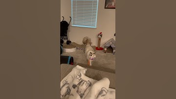 She loves to bring me her bird 🐥❤️ #fetch #cat #ragdoll #cute