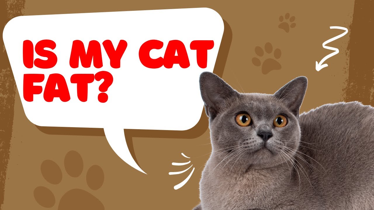 Is my cat fat? How Much Should My Cat Weigh?