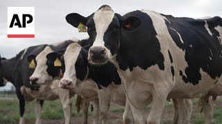 US researchers in Iowa hunt for answers to the bird flu outbreak in cows