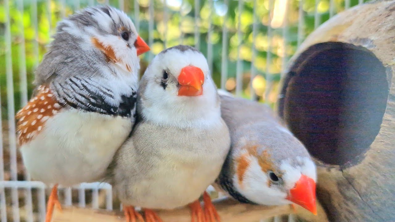 Cute little bird : Zebra finches sounds ,My videos will help your bird to cope with its loneliness.