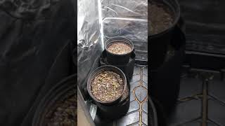 BP3000 Grow Harvest Results