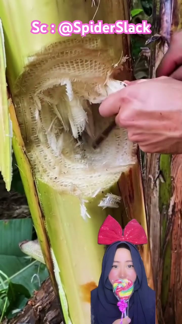 WAW DI DALAM POHON PISANG ADA KEJUTAN ⁉️? @SpiderSlack #shorts #funny #dubbing