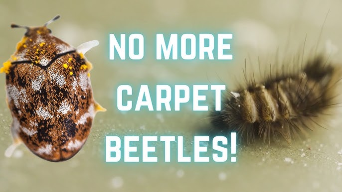 Black Carpet Beetle Life And Feeding Habits - Youtube