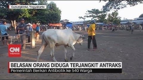 Belasan Orang di Gunungkidul Terjangkit Antraks