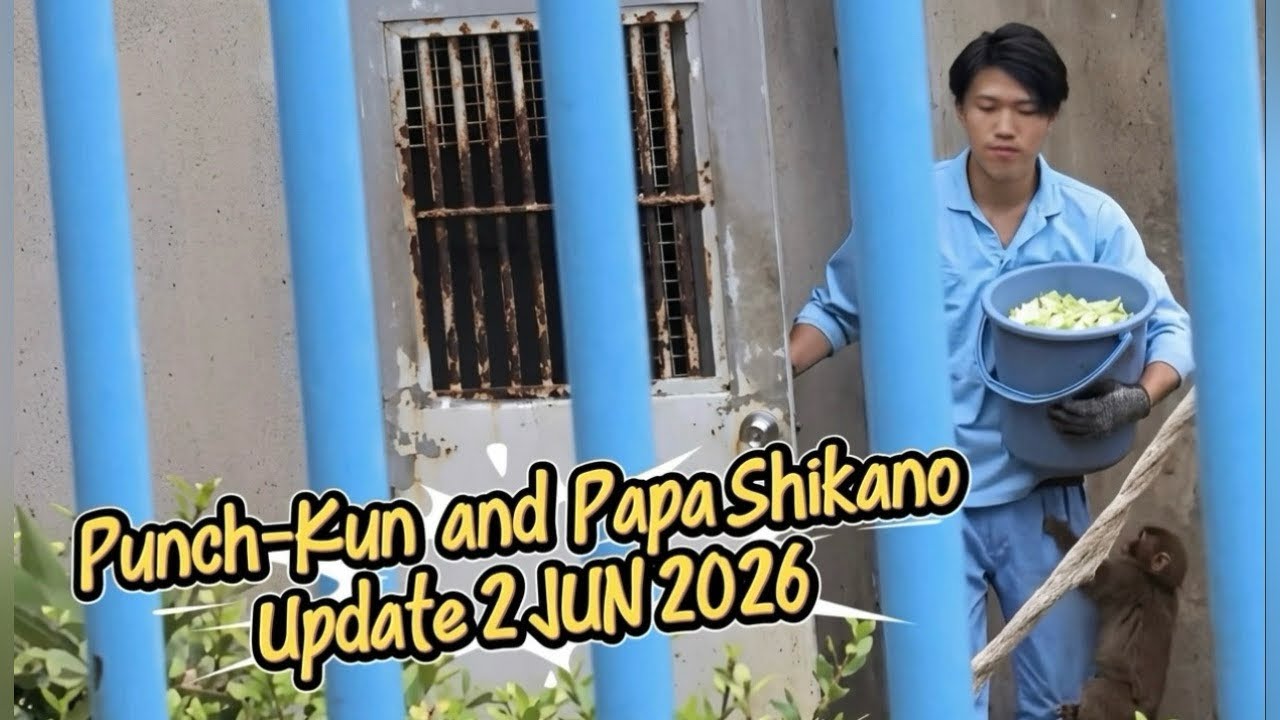 Punch-Kun with Papa Shikano , Update 2JUN2026 #punch #babymonkey