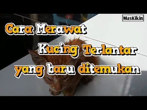 Cara Merawat Kucing Terlantar yang baru ditemukan