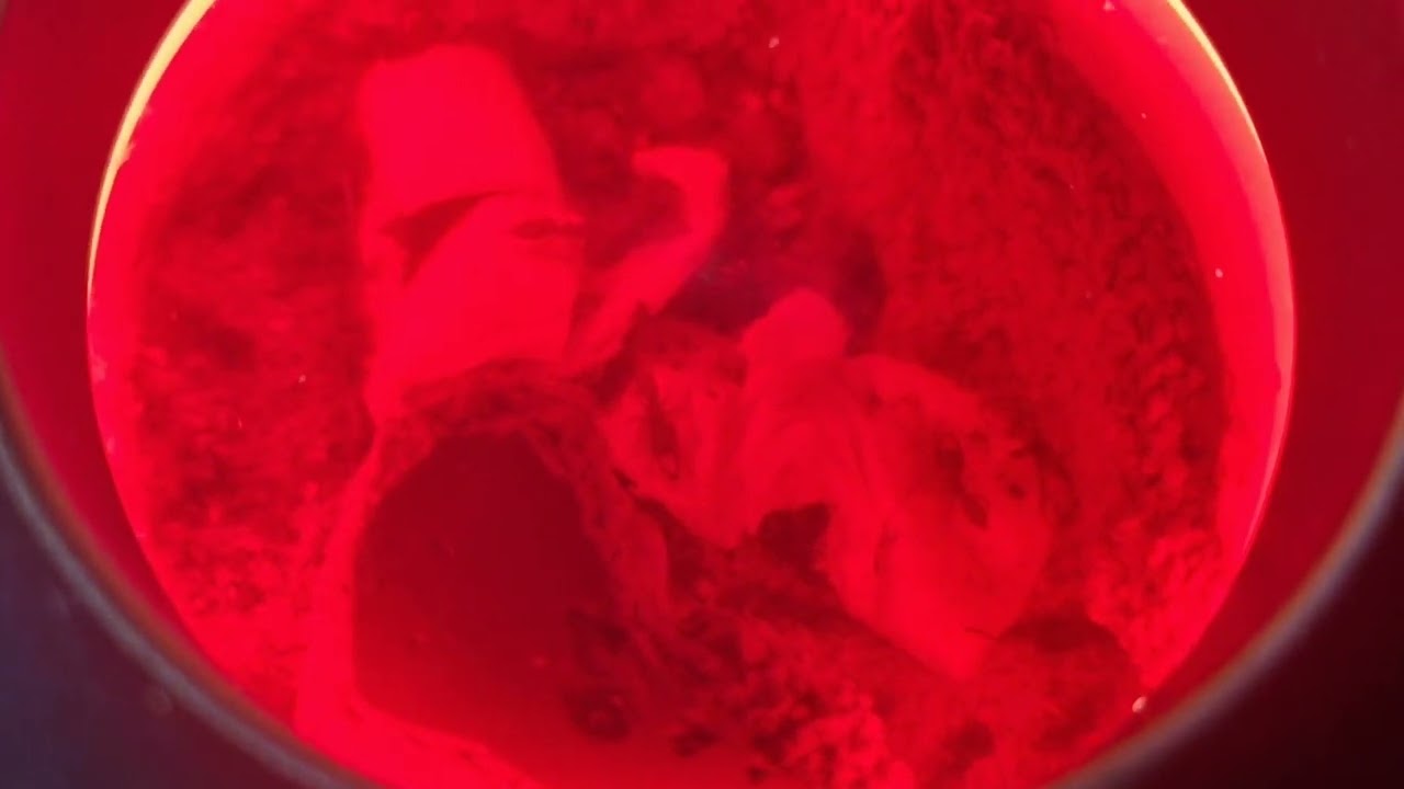 Flo's Mystrium camillae