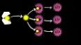 Hücresel Solunumun Adenozin Trifosfat (ATP) Üretimi ile ilgili video