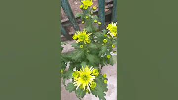 Yellow-green chrysanthemum🍀Жёлто-зелёная хризантема🍃 #shorts