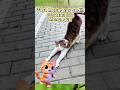 kucing kucingku luck