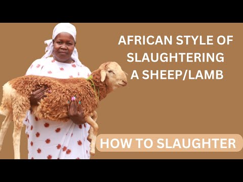 AFRICAN STYLE OF SLAUGHTERING A SHEEP/LAMB