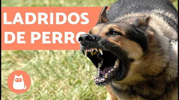 ¿Qué perros ladran más?