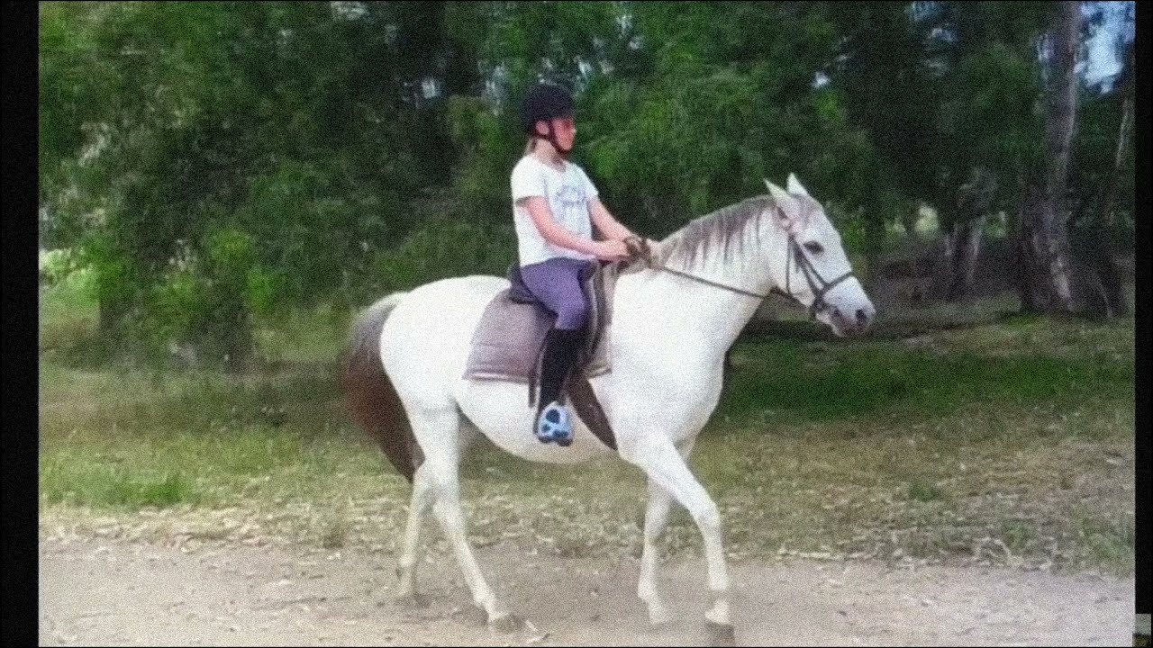 Edit for Aussie equestrian! Road to 800! YouTube