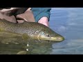 Fly fish Alberta's brown trout streams. Fly fishing brown trout streams in Alberta