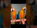 #cute#parrot 🦜amazing video