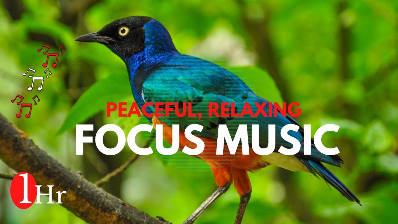 Forest Bird Singing - Calm & Relaxing Nature Sound - Focus Music - For ...