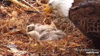 Decorah Eagles - North Nest 08.04.2021