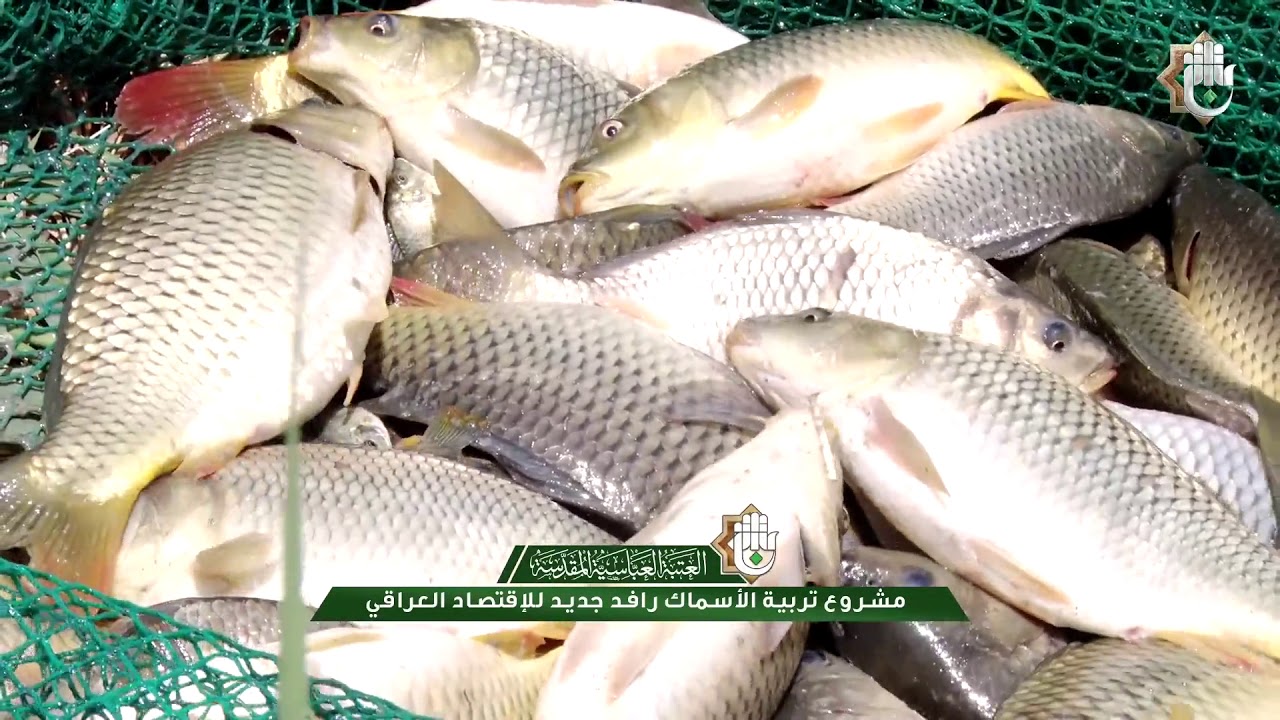 مشروع تربية الأسماك رافد جديد للإقتصاد العراقي