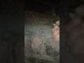unboxing unique fireworks sutli bomb testing #diwali #reel #sutli @C4crackers @VK.cracker07