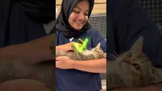 Stop! You Might Be Hurting Your Cat