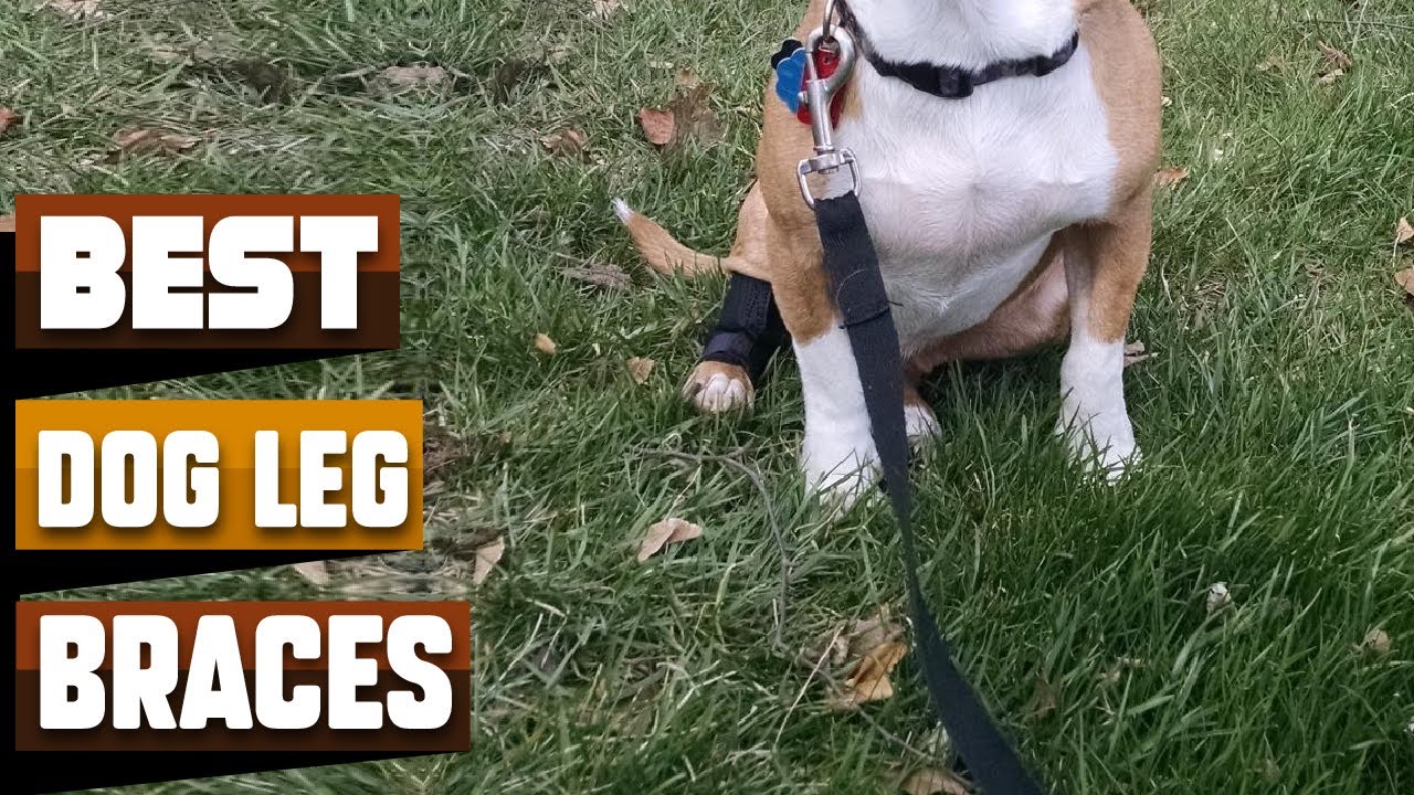 Best Dog Leg Brace In 2024 Top 10 Dog Leg Braces Review YouTube