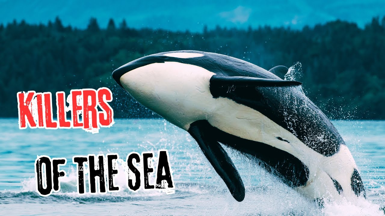 Dive into the Secret Lives of Killer Whales! - YouTube