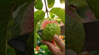 Cutting a Fresh Guava in Nature 🍐✨ Satisfying AI ASMR Video #shorts