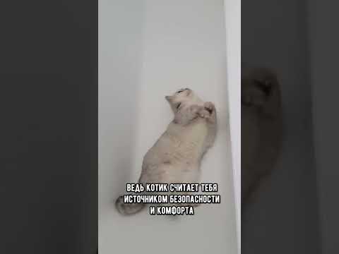 Почему кошка ходит за нами в ванную #кот #коты #shorts