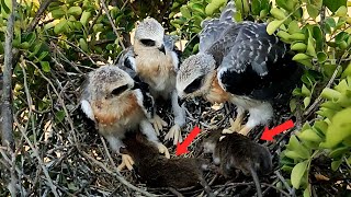 Give Two More Mice To A Family Of Birds | White-Tailed Kite Family