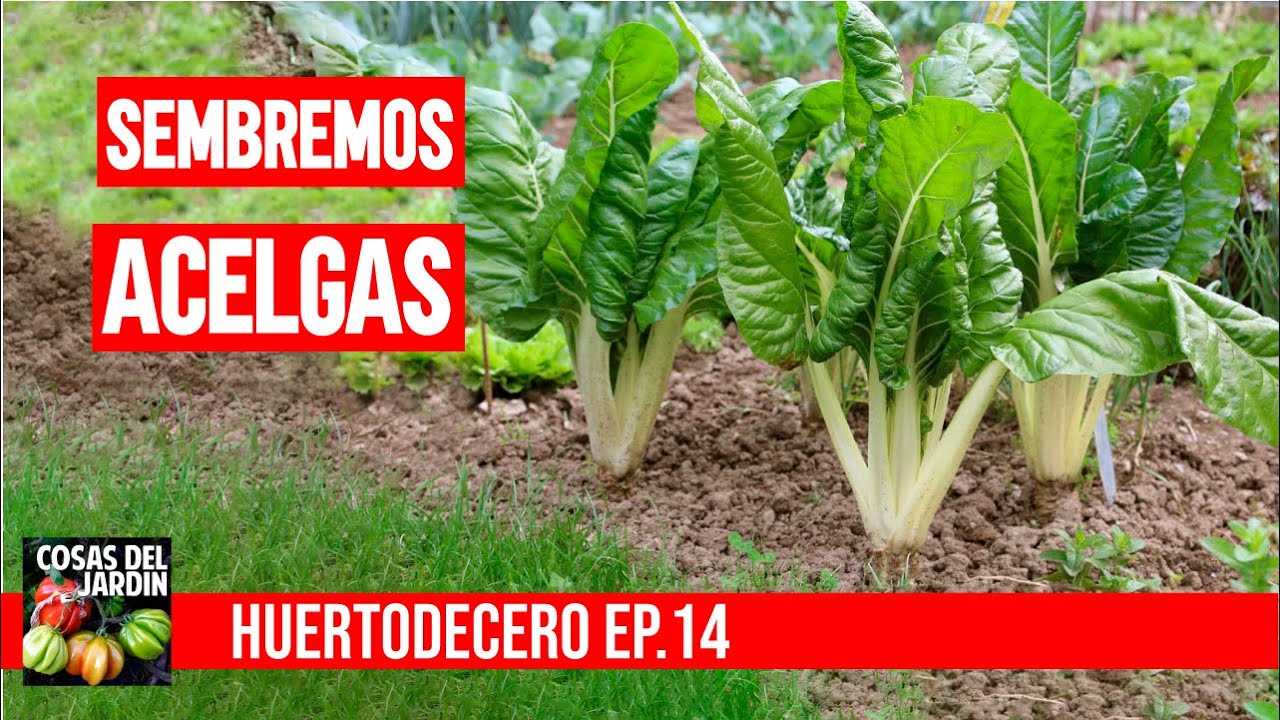 Cu�ndo plantar acelga? Aniquil� los pulgones - #huertodecero Ep 14