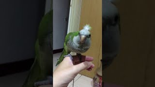 Beat Boxing Birdie || ViralHog