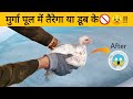 क्या मुर्गा तैरना जानता है !! Can Chickens Swim or Not - Only Few People Knows
