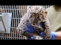 Leopardunge får dyrlægebesøg