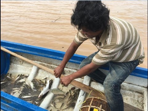 khmer net fishing 2017 Net fishing - Cambodian Traditional Fishing (part 5)