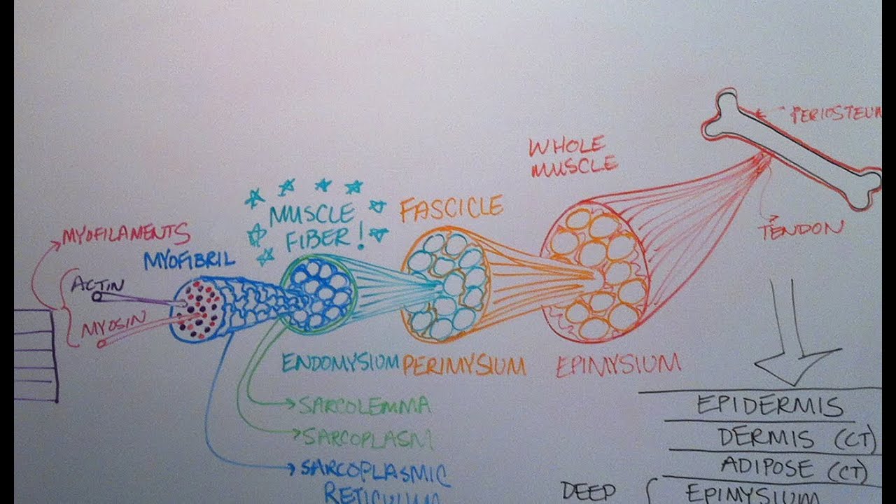 Anatomy of a Skeletal Muscle - YouTube