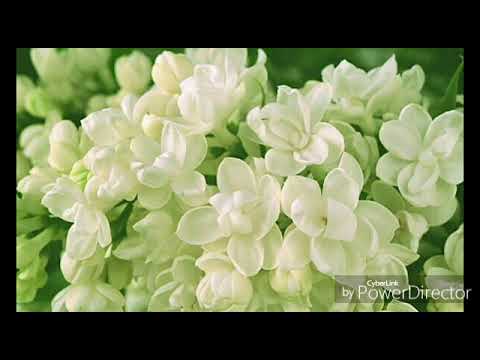 茉莉雨 cover